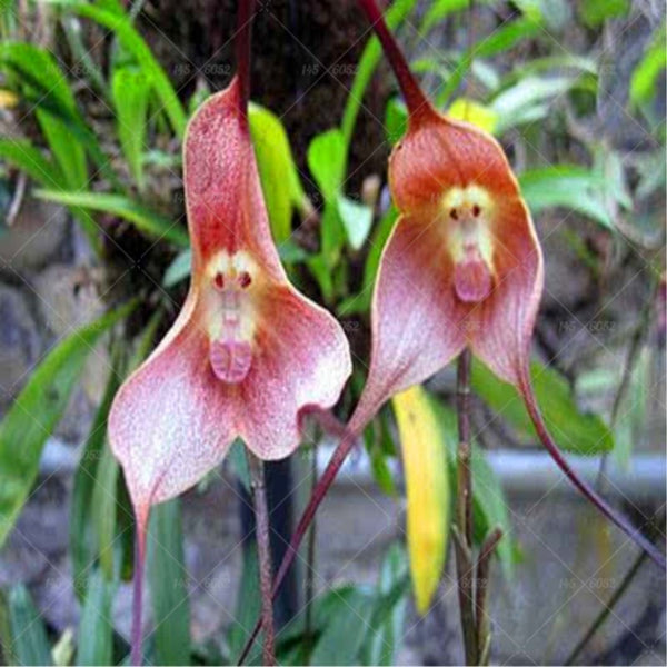 Rare Japanese Monkey Face Orchid Diy Home Garden Plants Pot Bonsai Flo Gadgetsrus Org