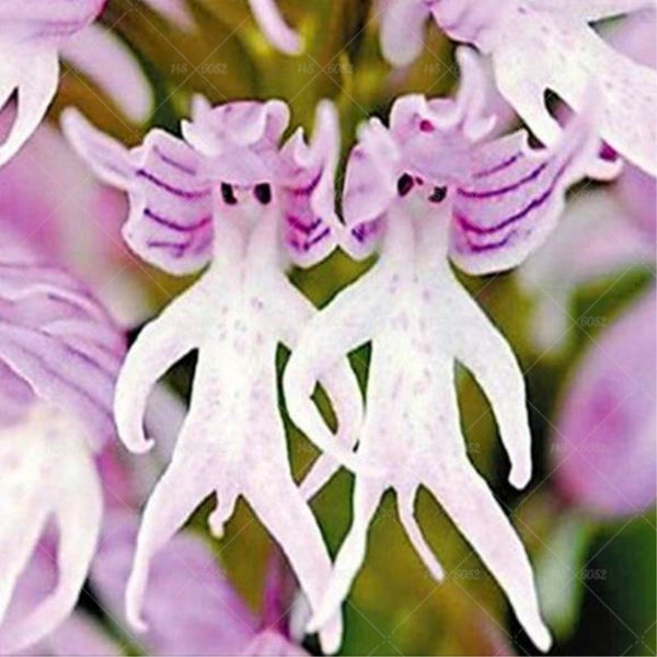 500 Pcs Rare Japanese Monkey Face Orchid Bonsai Diy Home Garden Plant Pot Flower Other Seeds Bulbs Home Garden Worldenergy Ae