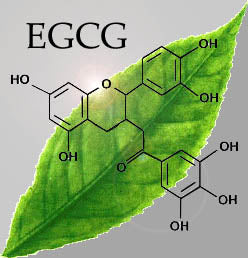 EGCG in Green Tea and Gut Health