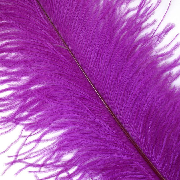 Ostrich Feathers | Ostrich Africa