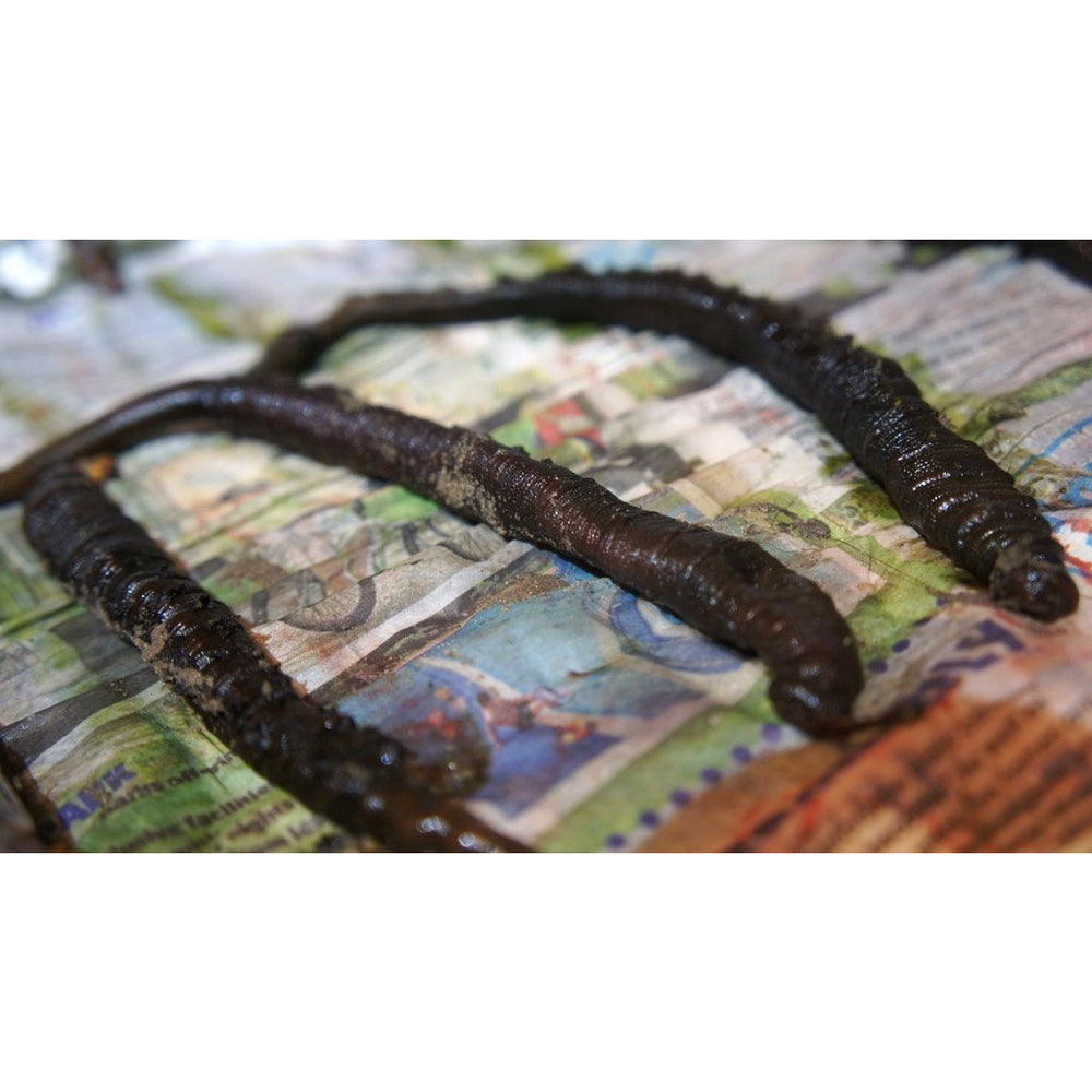 Sea Baits- Lugworm – Taskers Angling