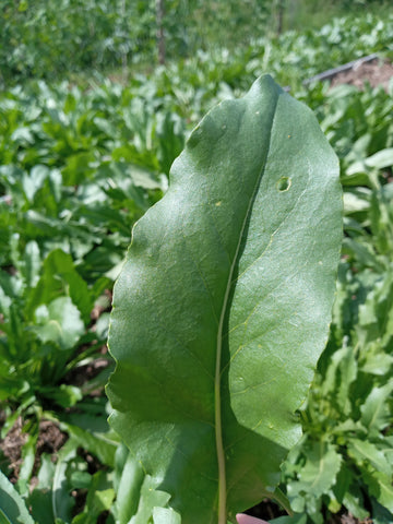 Birmingham woad leaf close up