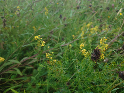 Lady's bedstraw