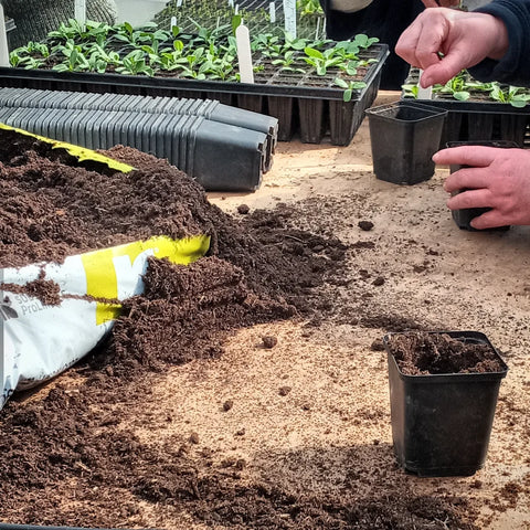 Potting on seedlings