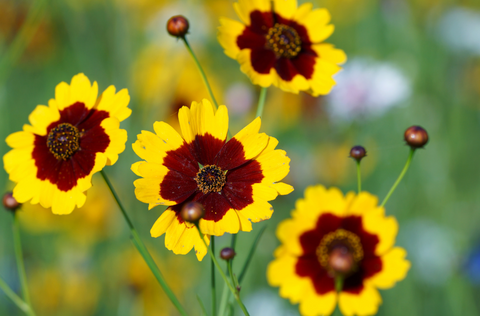 Coreopsis tinctoria