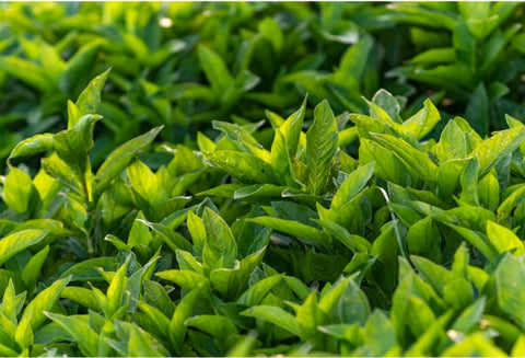 Persicaria japanese Indigo