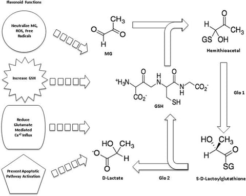 Flavonoids and the glyoxylase pathway