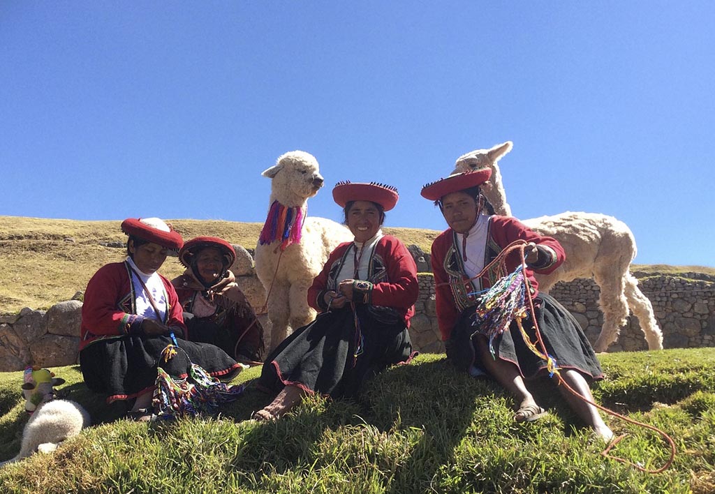 Classy Arequipa alpacas