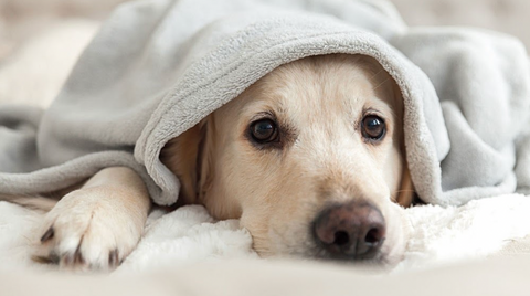 Les crackers affectent les chiens