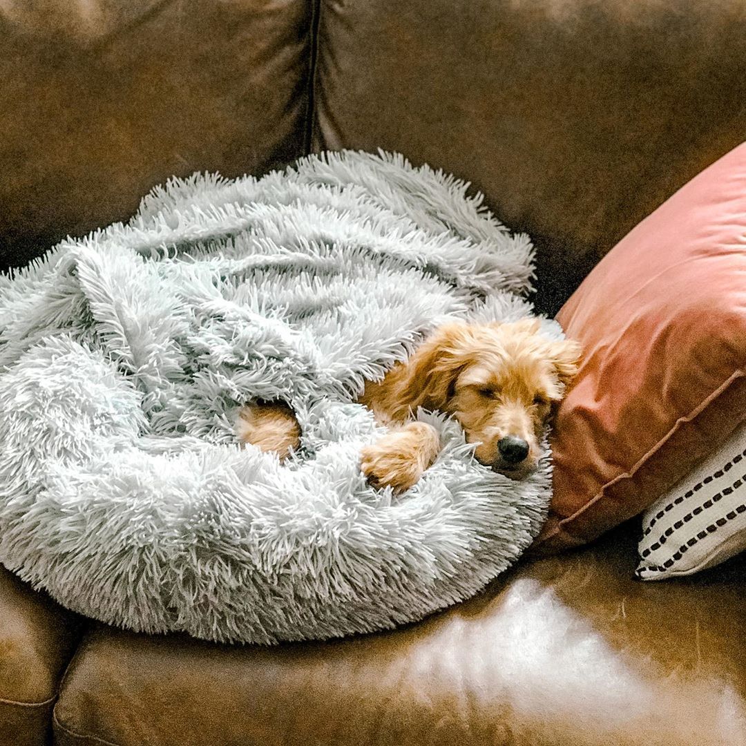comfy calming dog bed canada