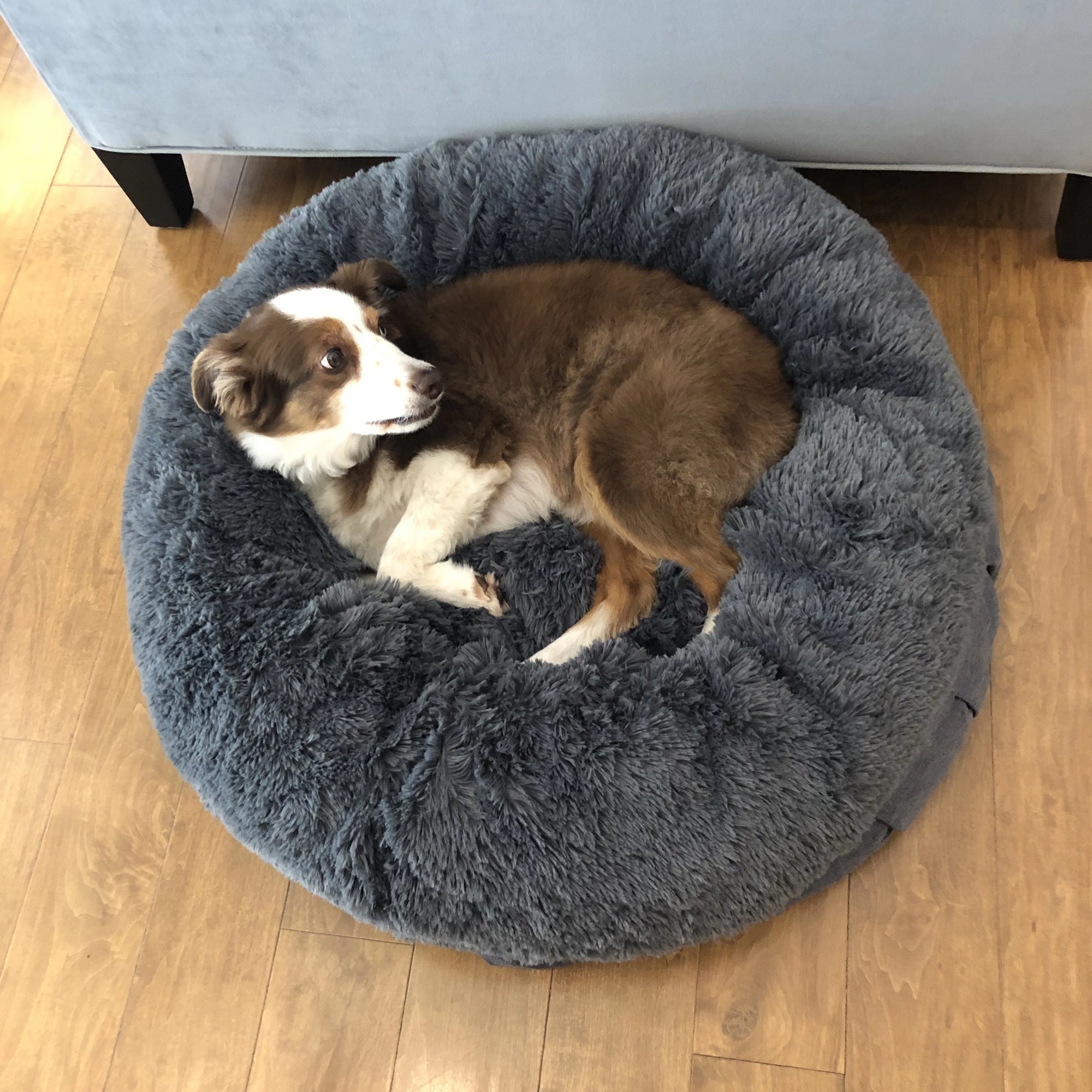 absolut pet bed