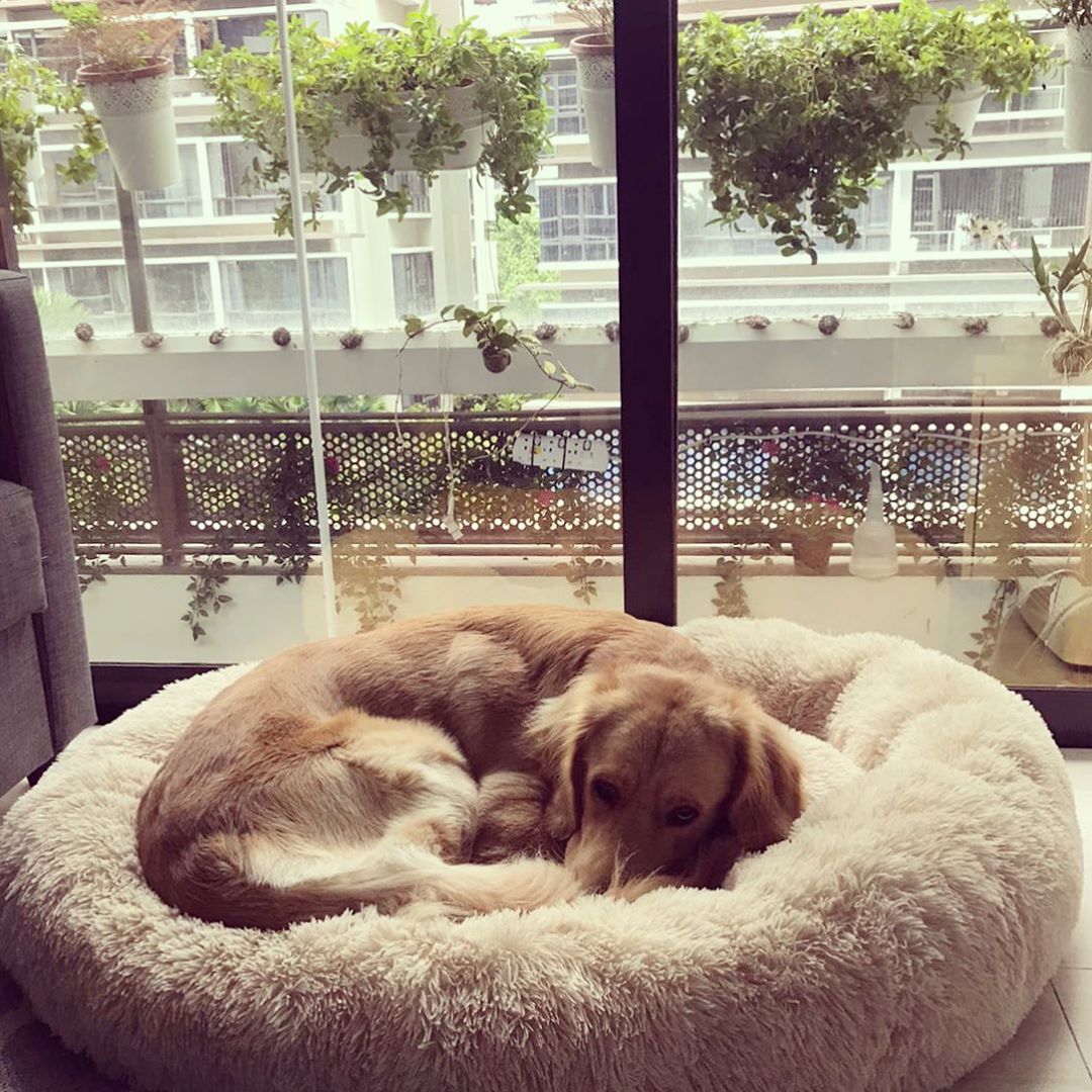 faux fur soothing dog bed