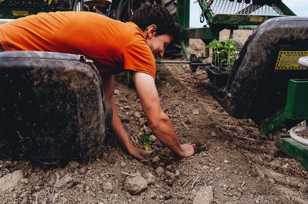 planting crop in soil