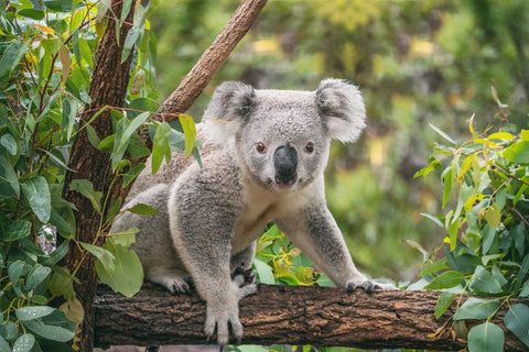 koala baby gifts