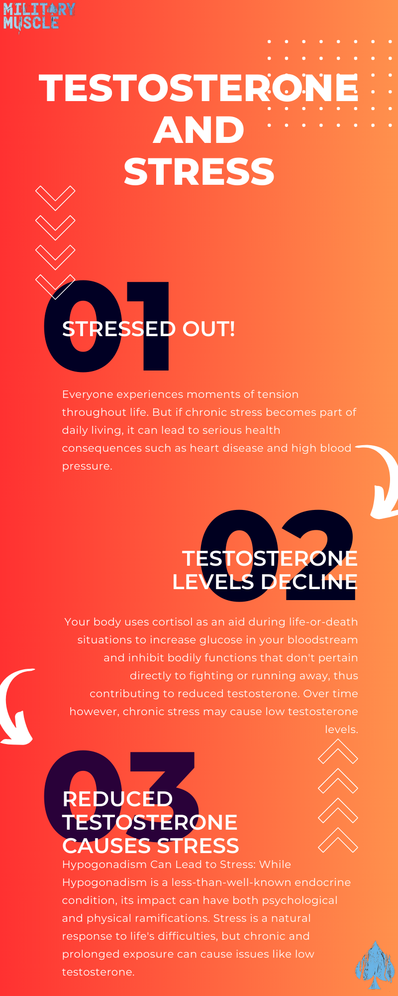 testosteone and stress cycle infographic