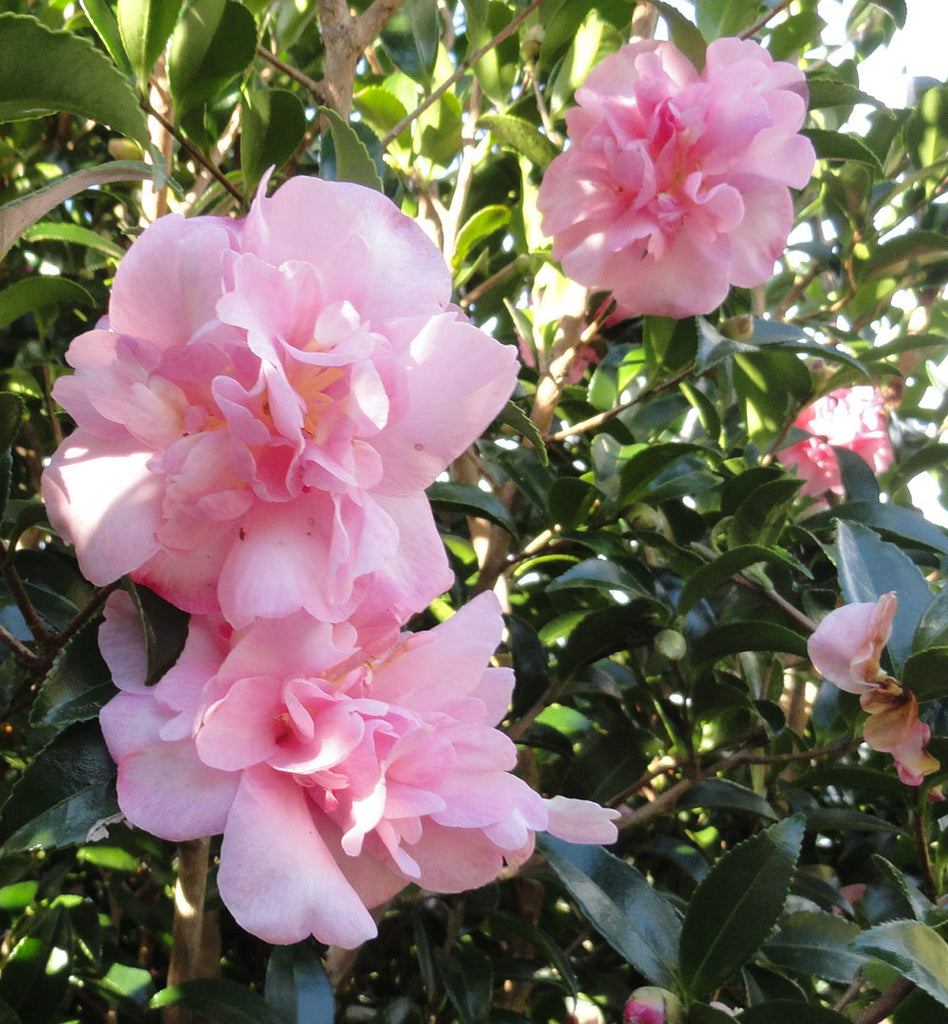 Camellia Sasanqua Jennifer Susan Emaho Trees