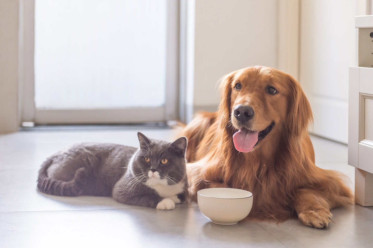 Benefits Of Flaxseed For Dogs And Cats Kohapet