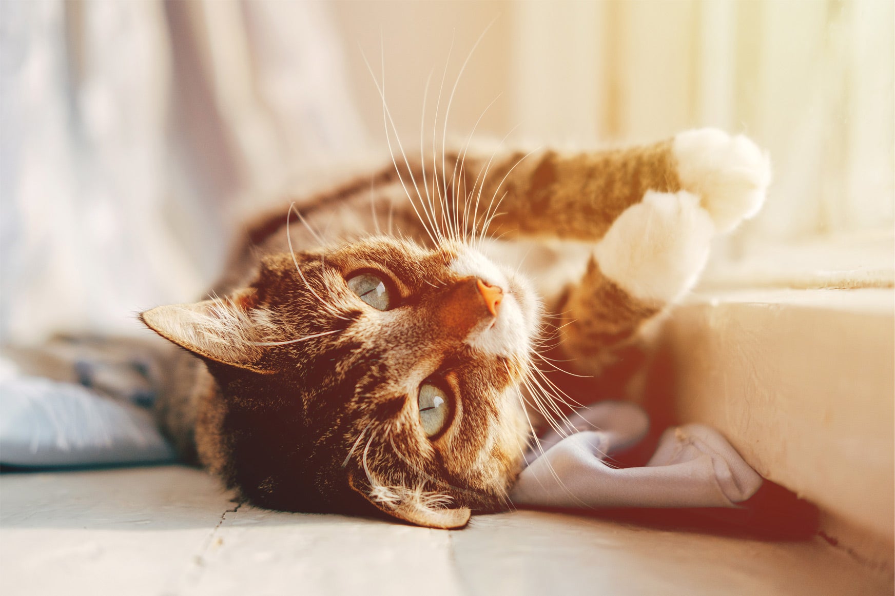 best food for cats with ibs