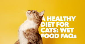 best diet for cats