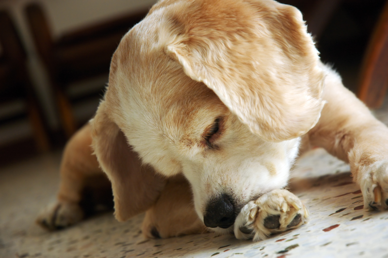 why would a dog chew his paws