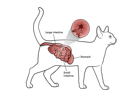 Ibs in sales cats treatment