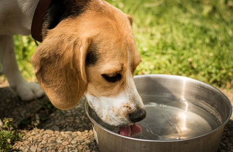 dog drinking