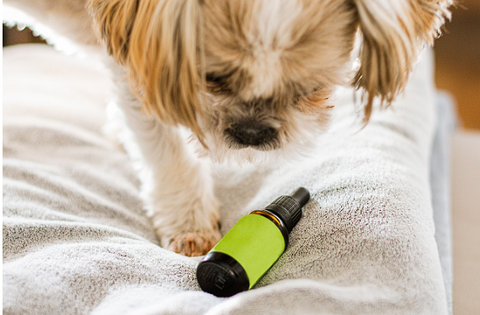 herbal drink for dogs