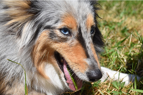 dog eating grass