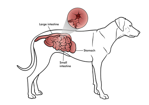do probiotics help dogs with ibd
