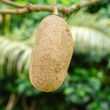 african sausage tree fruit