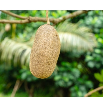 kigelia africana fruit