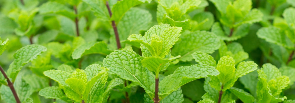 peppermint used in skin care