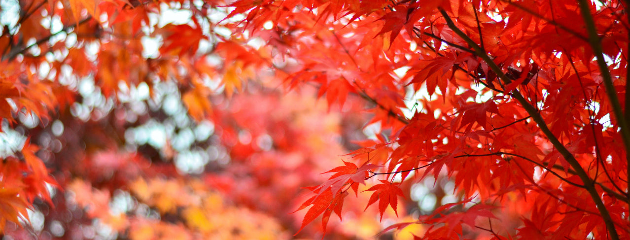 img tree