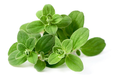 Marjoram herb for lymph cleanse