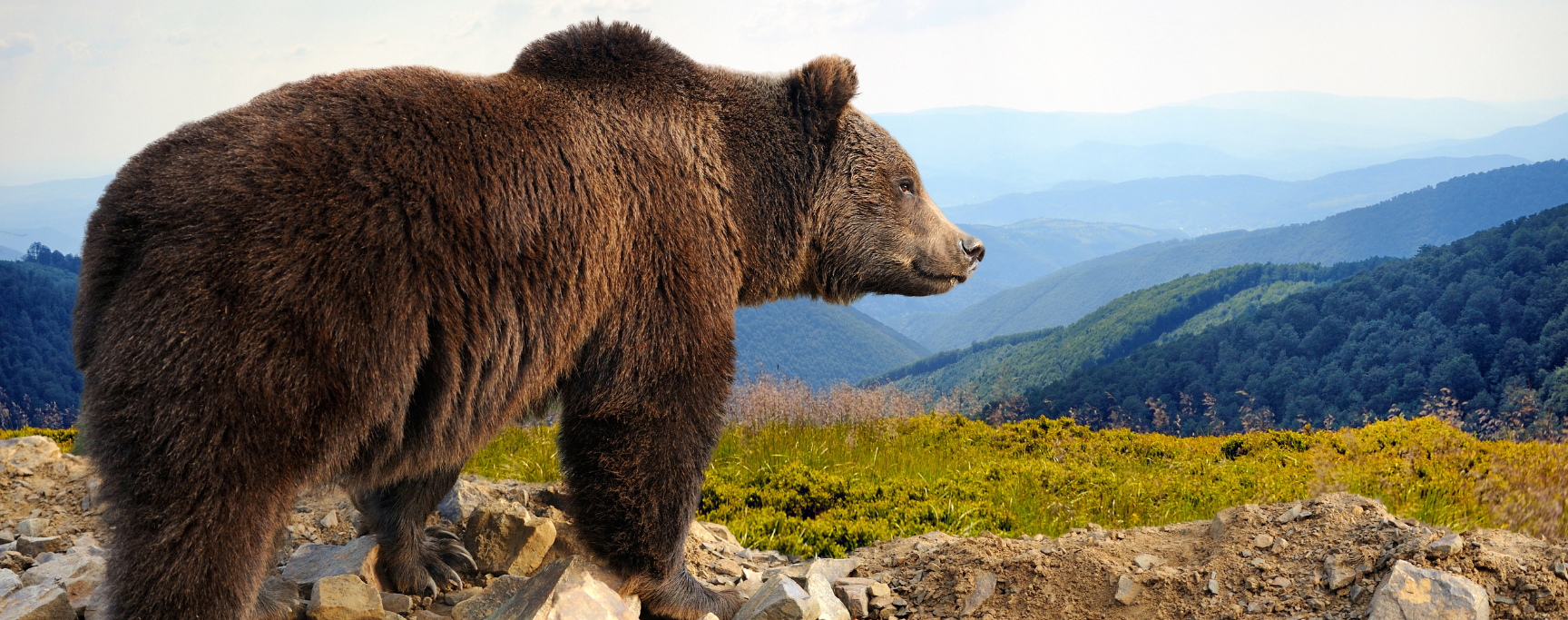 Avoir ses ours ca veut dire quoi ? 