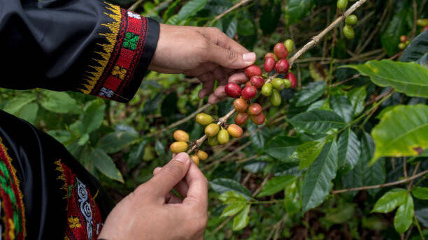 コーヒーチェリーの収穫方法