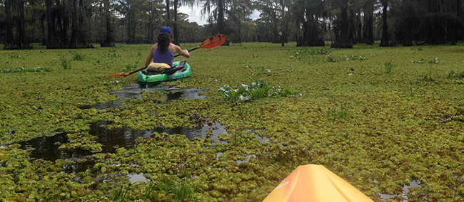Caddo Lake State Park Kayaking Trip, Grand Saline Infestation, Paddling Trails, Personal Trainer, Great Outdoors