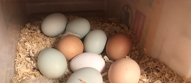 Backyard chickens, fresh eggs, covid19 grocery shortage, live sustainably