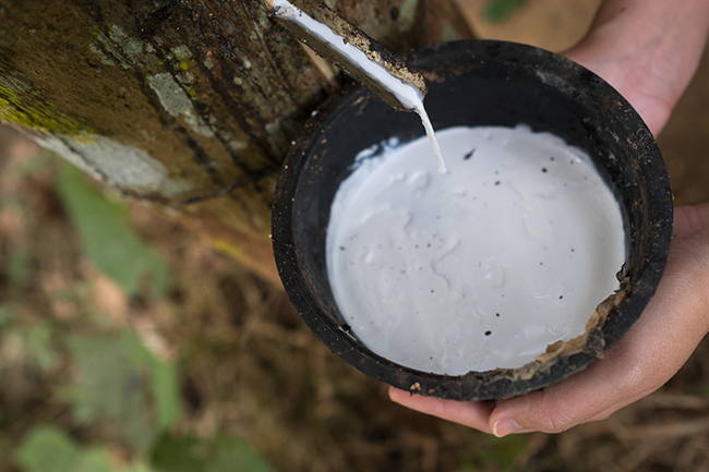 natural latex, rubber tree, collecting latex