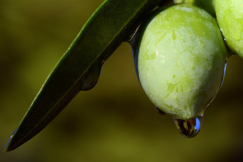 9 benefits of olive oil for skin and hair. Include olive oil in your daily  skincare routine to get glowing skin…