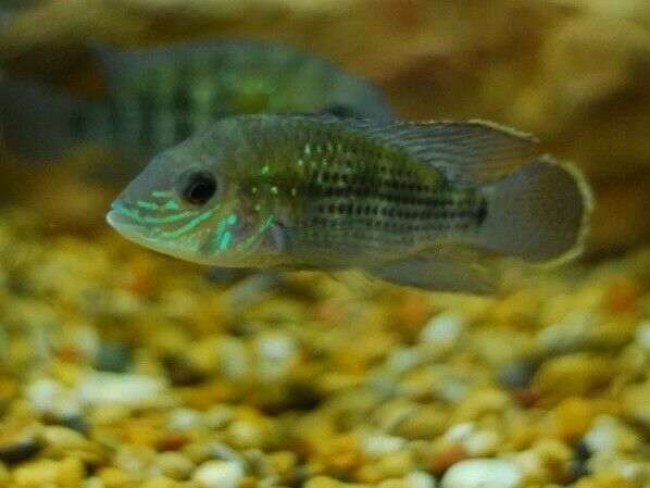 3 BEAUTIFUL GREEN TERROR CICHLID 3/4 to 1