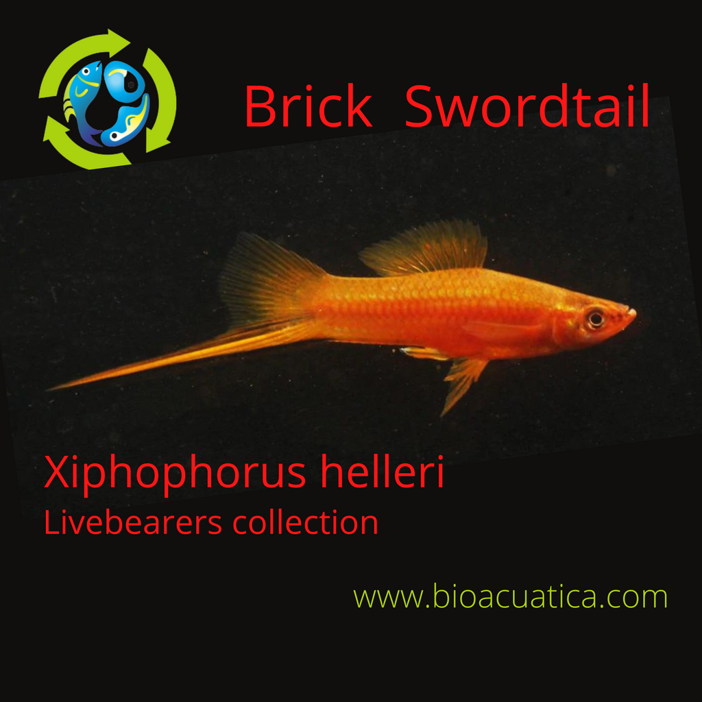 blue swordtail fish