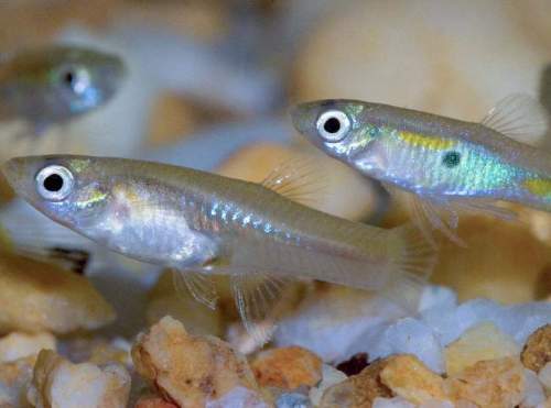 wholesale feeder guppies