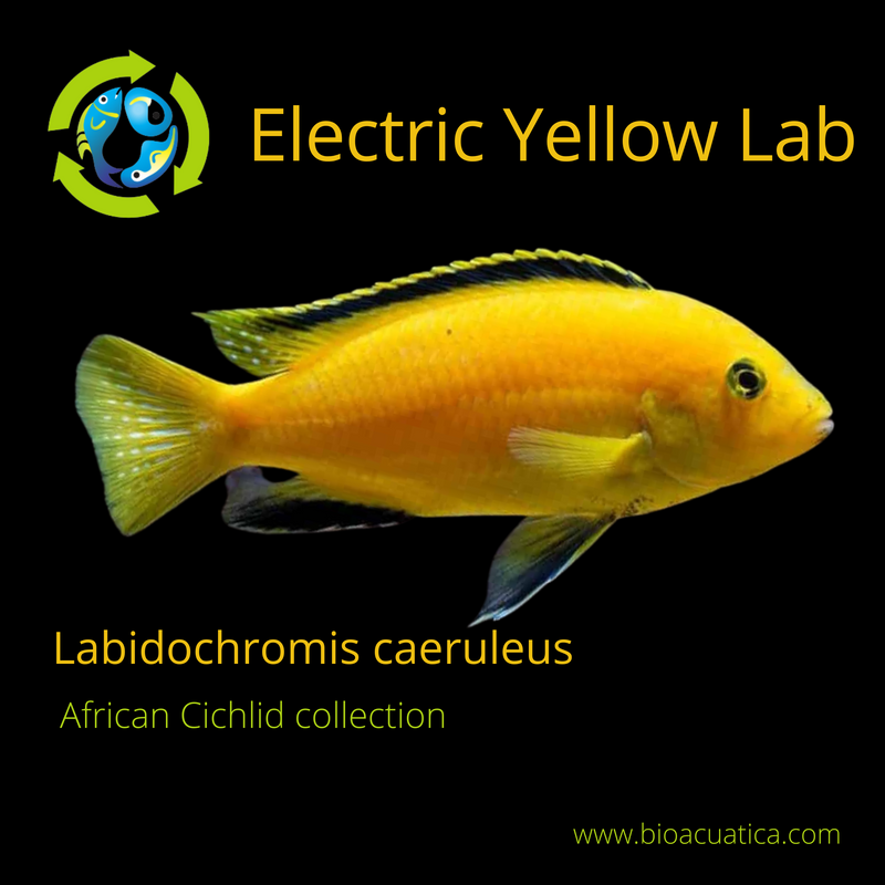 albino electric yellow cichlid