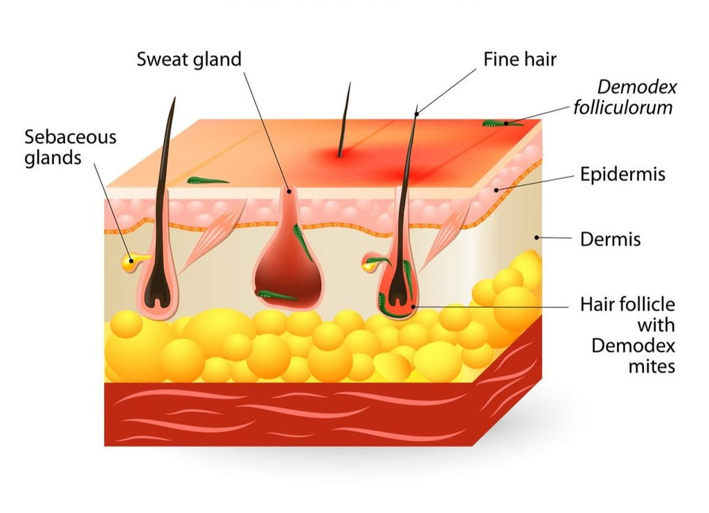 Demodex Mites: The Complete Guide | Finca Skin UK