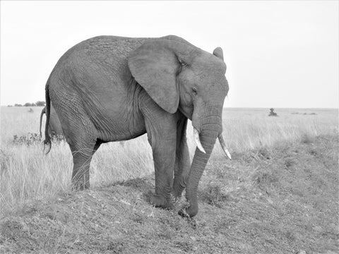 African-Elephant-In-Deep-Thought-Black-and-White