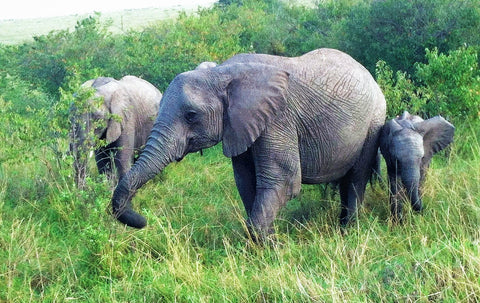 African-elephants-calf-grazing