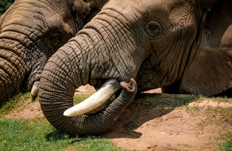 African Elephant Trunk - Photo by Magda Ehlers from Pexels