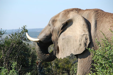African Elephant Eating - Photo by Yolanda, pixabay 