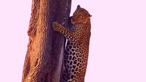 African Leopard climbing a tree_Elefootprints